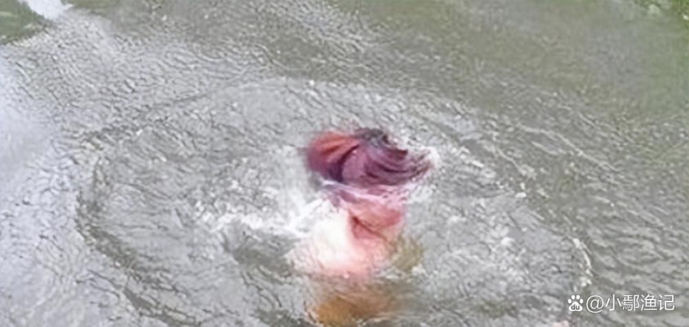 釣魚猴子遇見水怎么辦_釣魚遇見水猴子_釣魚猴子遇見水會怎么樣