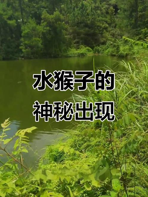 釣魚猴子遇見水會怎么樣_釣魚遇見水猴子_釣魚猴子遇見水怎么辦