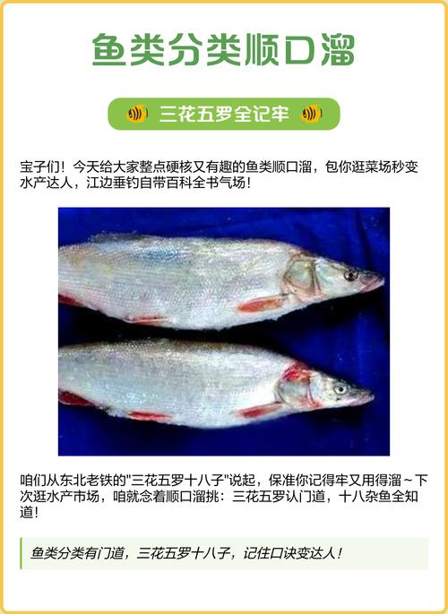 魚雜魚子怎么做好吃_魚雜蘿卜的做法竅門_三花五羅十八子七十二雜魚