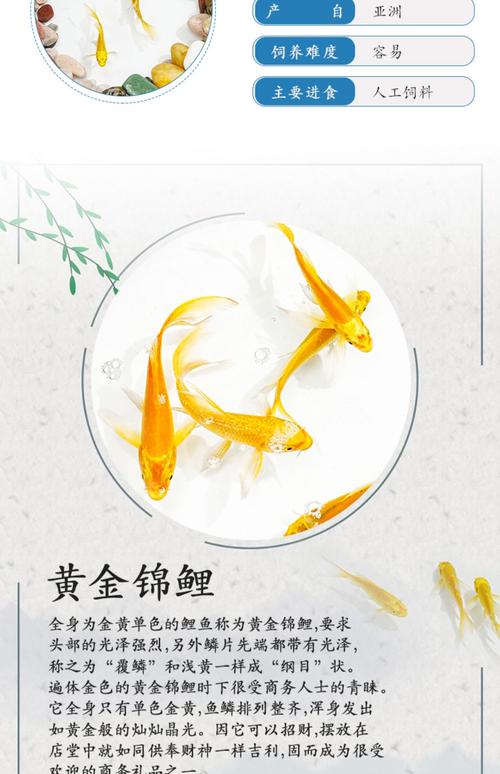 紅十字魚兇猛嗎_紅十字魚有攻擊性嗎_紅十字魚是什么魚