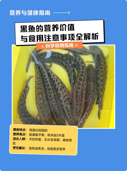 釣黑魚用什么假餌最好_釣黑魚用幾號鉤最好_黑魚用什么釣最好