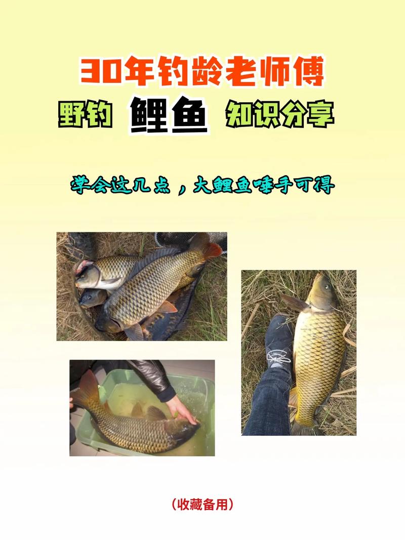 實用釣鯉魚技巧教你如何釣到大鯉魚必看_釣大鯉魚餌料選擇_釣大鯉魚釣位選擇
