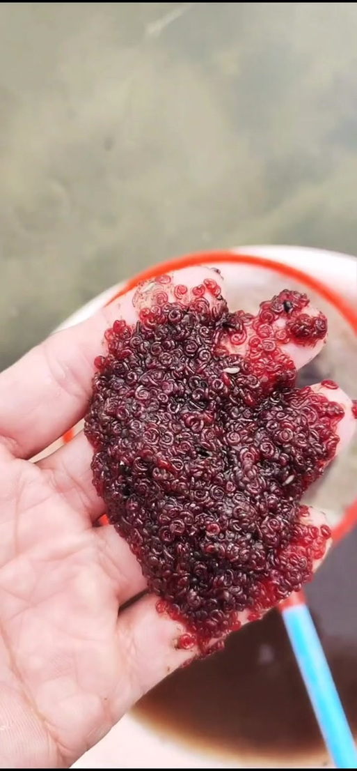 紅蟲收購_收購紅蟲都有哪些廠家_賣紅蟲掙錢嗎