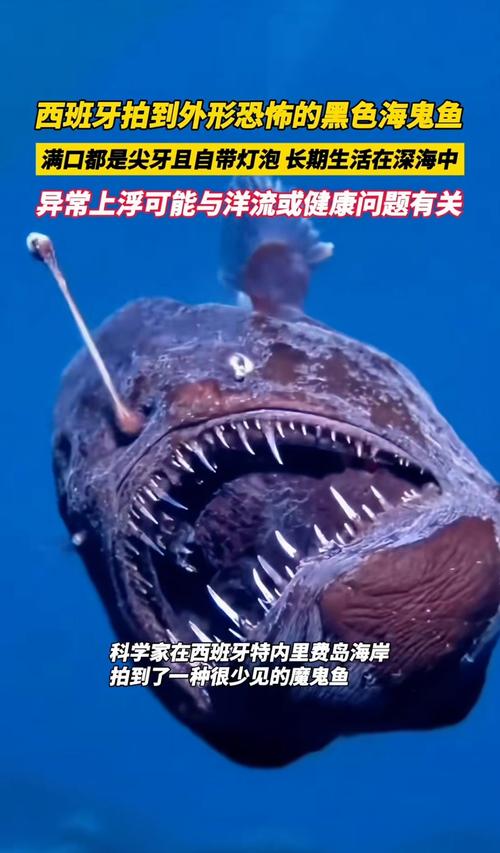 最丑的魚_史前最恐怖的5種魚_恐怖的深海魚