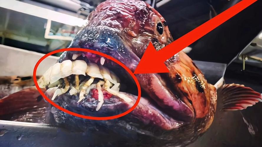 最丑的魚_恐怖的深海魚_史前最恐怖的5種魚