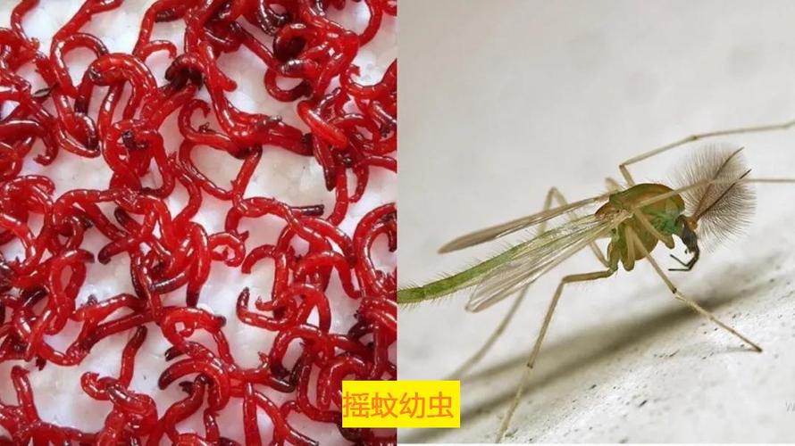 紅蟲養殖技術_紅蟲是什么_紅蟲是什么