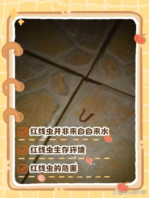 紅蟲養殖技術_紅蟲是什么_紅蟲是什么