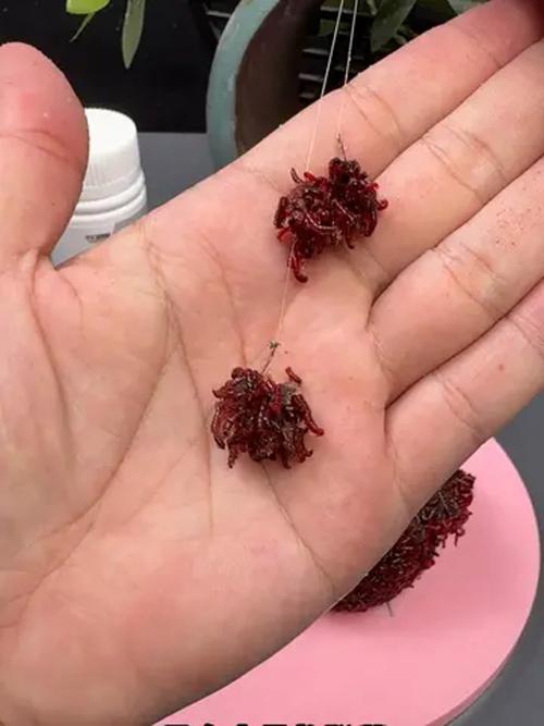 紅蟲拉餌制作方法與技巧_紅蟲拉餌用拉絲粉做效果不如紅蟲伴侶_紅蟲拉餌