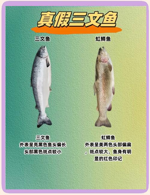 虹鱒魚是什么魚_新疆虹鱒魚養殖條件_新疆三文魚虹鱒魚區別