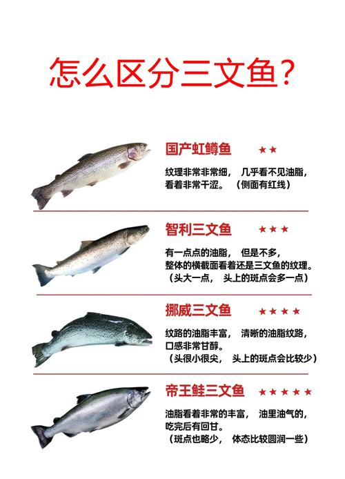虹鱒魚生吃有害健康嗎_虹鱒魚是什么魚_虹鱒魚與三文魚的區別