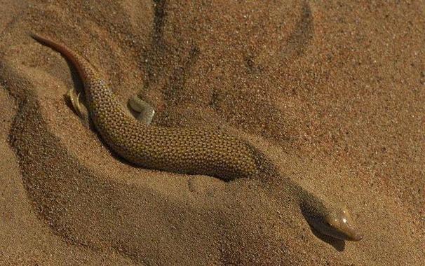 沙漠魚_魔鳉_沙漠魚