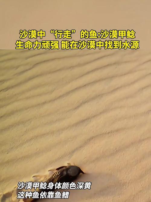 沙漠魚_沙漠魚_魔鳉