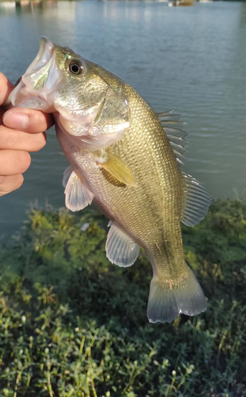 鱸魚垂釣技巧四季變化_鱸魚人工養殖食性特點_鱸魚_路亞鱸魚技巧_如何釣鱸魚_釣魚百科
