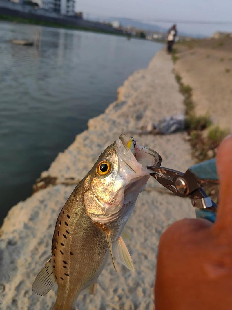 鱸魚人工養殖食性特點_鱸魚_路亞鱸魚技巧_如何釣鱸魚_釣魚百科_鱸魚垂釣技巧四季變化