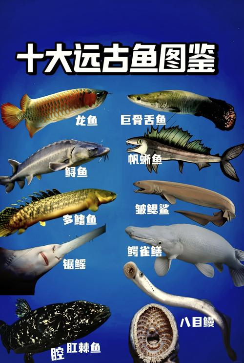 沙漠魚生存環境_沙漠魚_沙漠魚古老生存法則