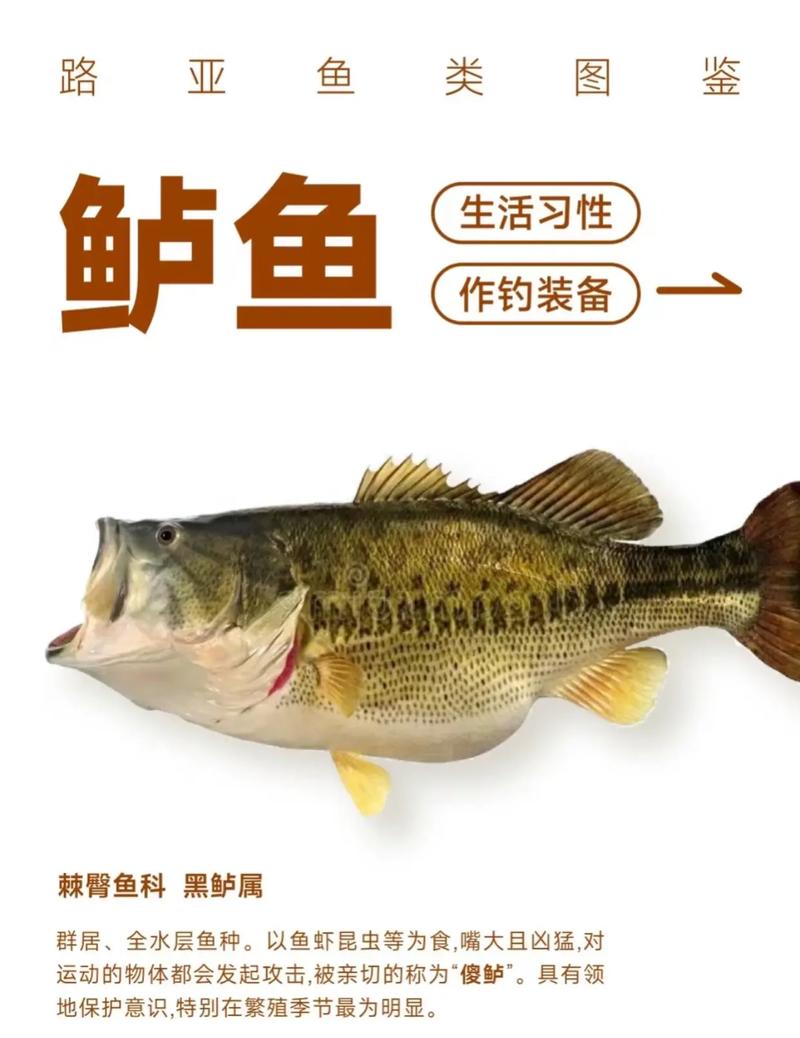軟餌選擇_鱸魚_路亞鱸魚技巧_如何釣鱸魚_釣魚百科_路亞釣鱸魚攻略