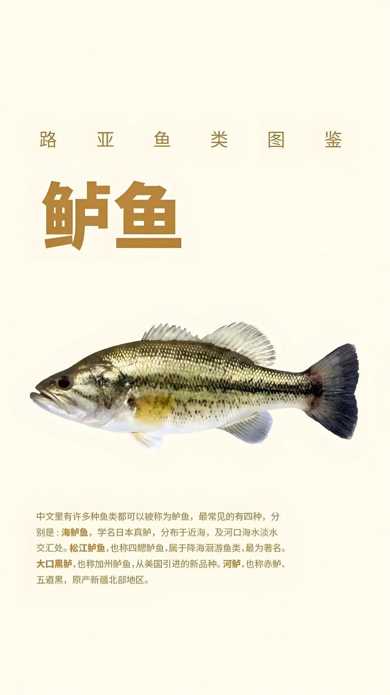 路亞釣鱸魚攻略_軟餌選擇_鱸魚_路亞鱸魚技巧_如何釣鱸魚_釣魚百科
