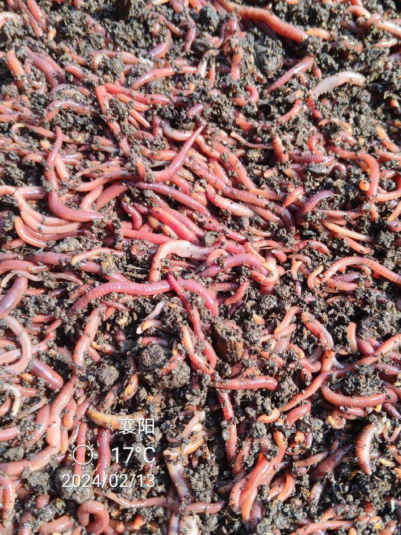 養蚯蚓賣蚯糞_紅蚯蚓養殖技術視頻_種養循環農業蚯蚓養殖