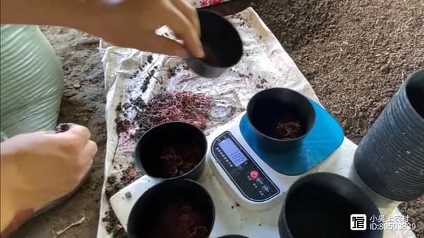 蚯蚓糞肥料用途_紅蚯蚓養殖技術視頻_養殖場蚯蚓養殖技術
