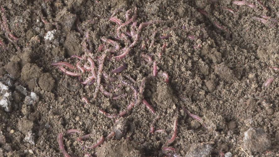 種養循環農業蚯蚓養殖_紅蚯蚓養殖技術視頻_養蚯蚓賣蚯糞