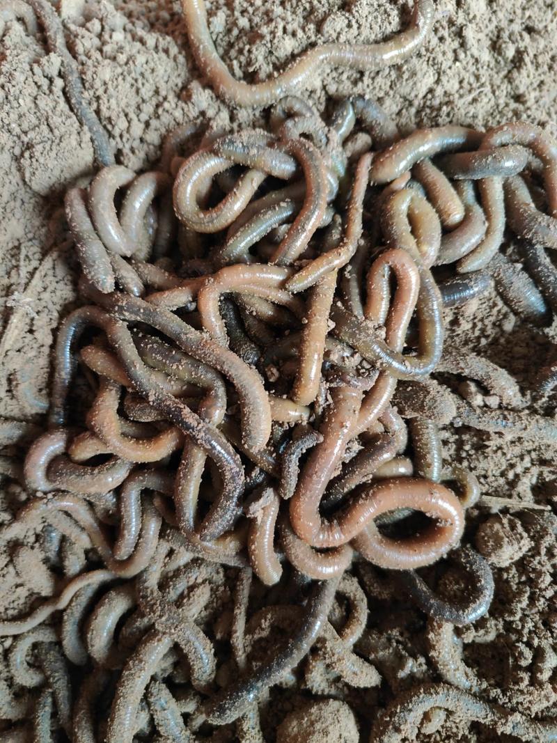 紅蚯蚓養殖技術視頻_種養循環農業蚯蚓養殖_養蚯蚓賣蚯糞