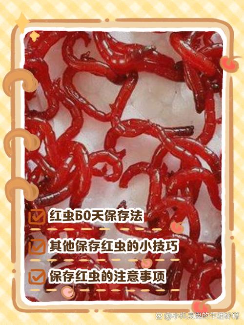 紅蟲怎么養_紅蟲養殖注意事項_紅蟲養殖方法