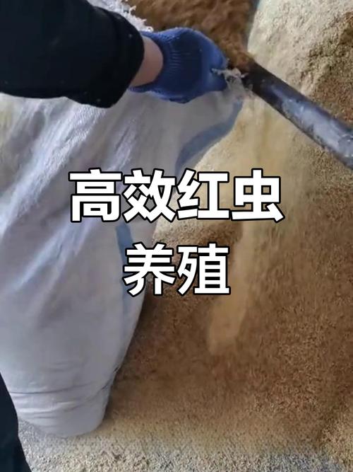 紅蟲怎么養_紅蟲養殖方法_紅蟲養殖注意事項