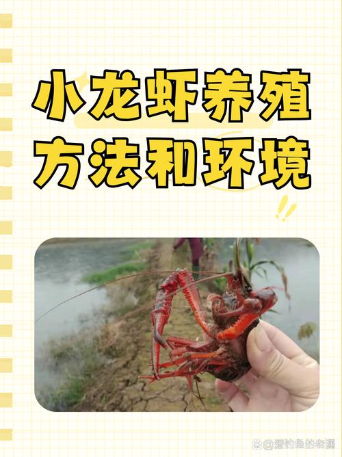 湖北小龍蝦養殖技術_湖北潛江小龍蝦市場分析_湖北龍蝦養殖