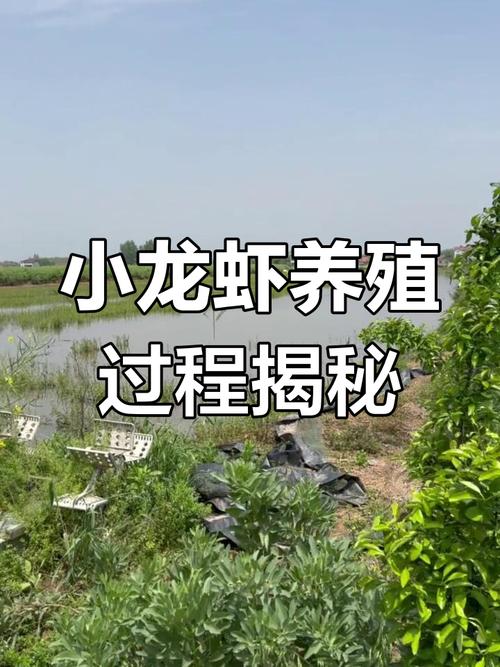 湖北小龍蝦養殖技術_湖北潛江小龍蝦市場分析_湖北龍蝦養殖