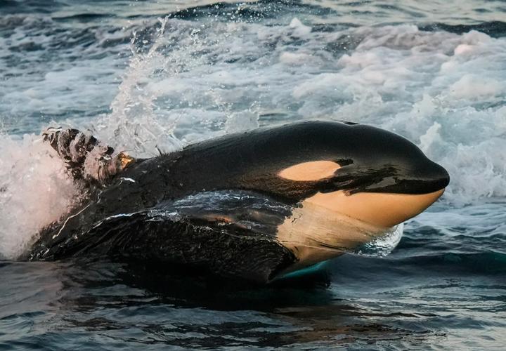 虎鯨的資料及生活習性_虎鯨遷徙路線_虎鯨社會集群行為