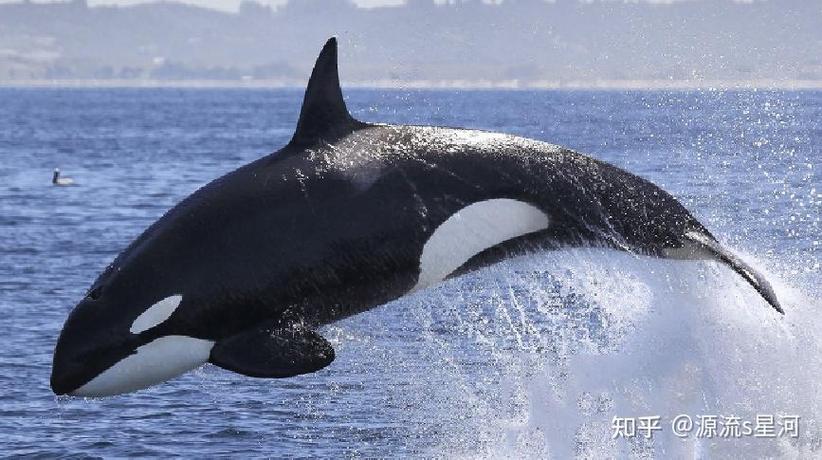 虎鯨社會集群行為_虎鯨的資料及生活習性_虎鯨遷徙路線