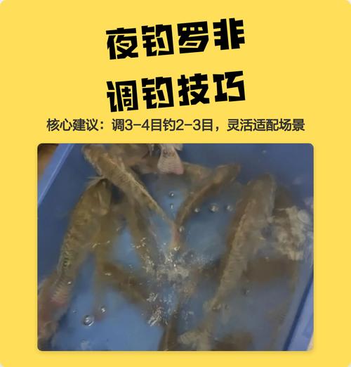 夜釣羅非魚技巧_怎樣釣大羅非魚_夜釣羅非魚最佳時間