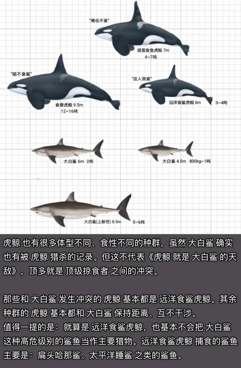 虎鯨和大白鯊誰厲害_大白鯊的潛在天敵虎鯨_虎鯨與大白鯊的終極對決