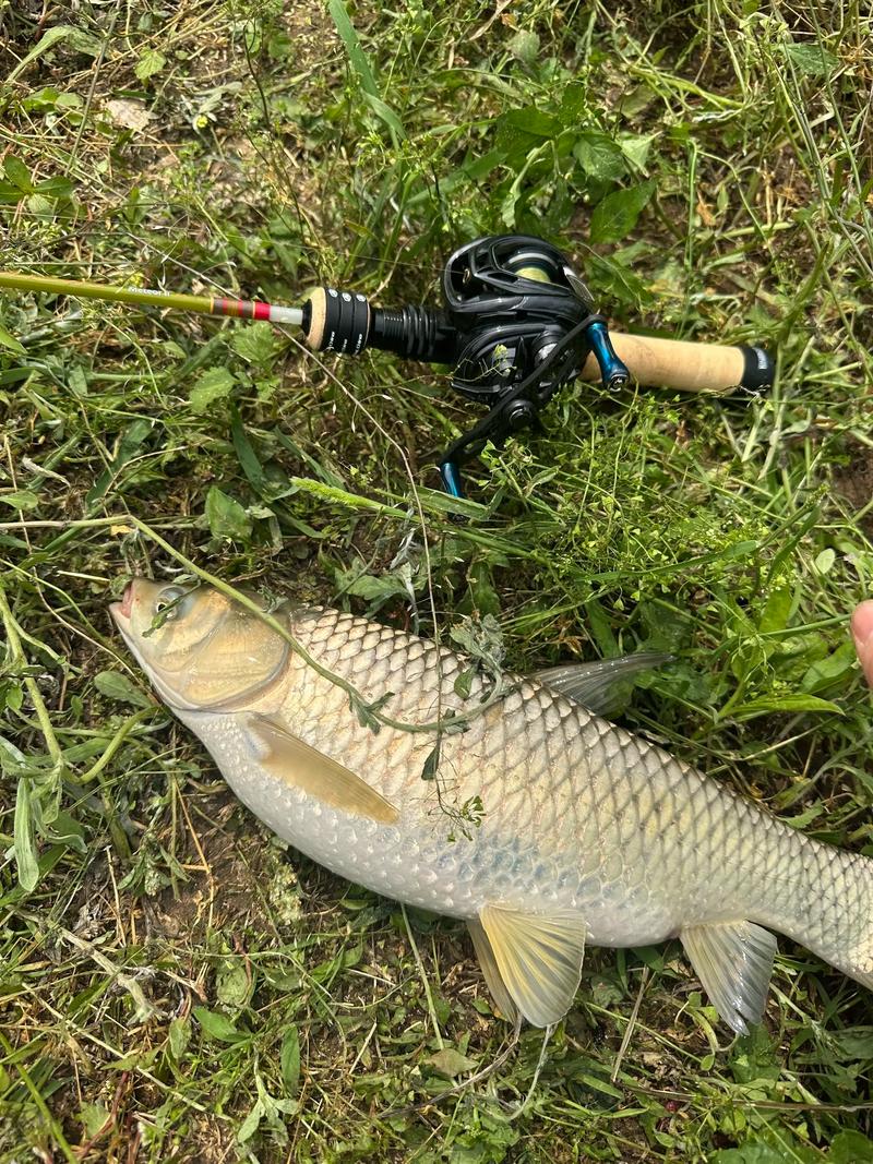 路亞釣法能在水庫里釣到鯉魚和草魚嗎?_淡水路亞釣法新手指南_路亞釣法入門技巧