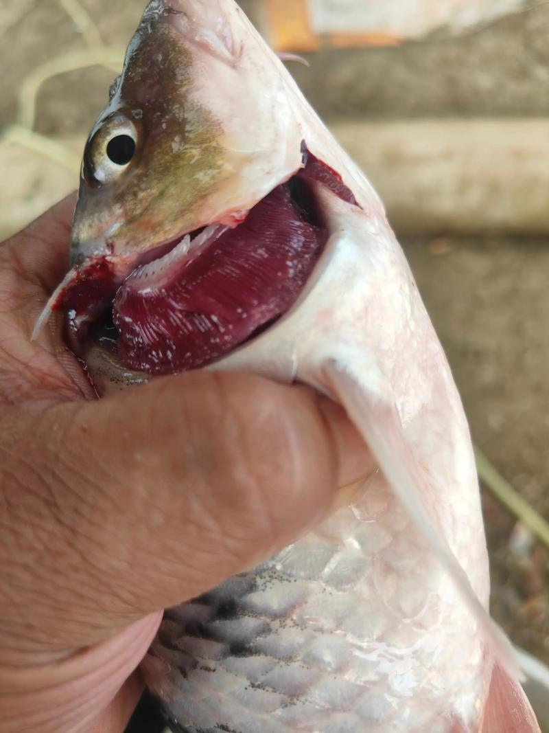 怎樣判斷魚寄生蟲癥狀_魚炸群是否因為有蟲_魚類身上常見的6種寄生蟲5種一眼就能辨認