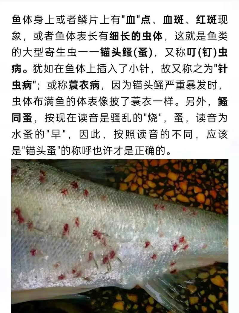 怎樣判斷魚寄生蟲癥狀_魚炸群是否因為有蟲_魚類身上常見的6種寄生蟲5種一眼就能辨認