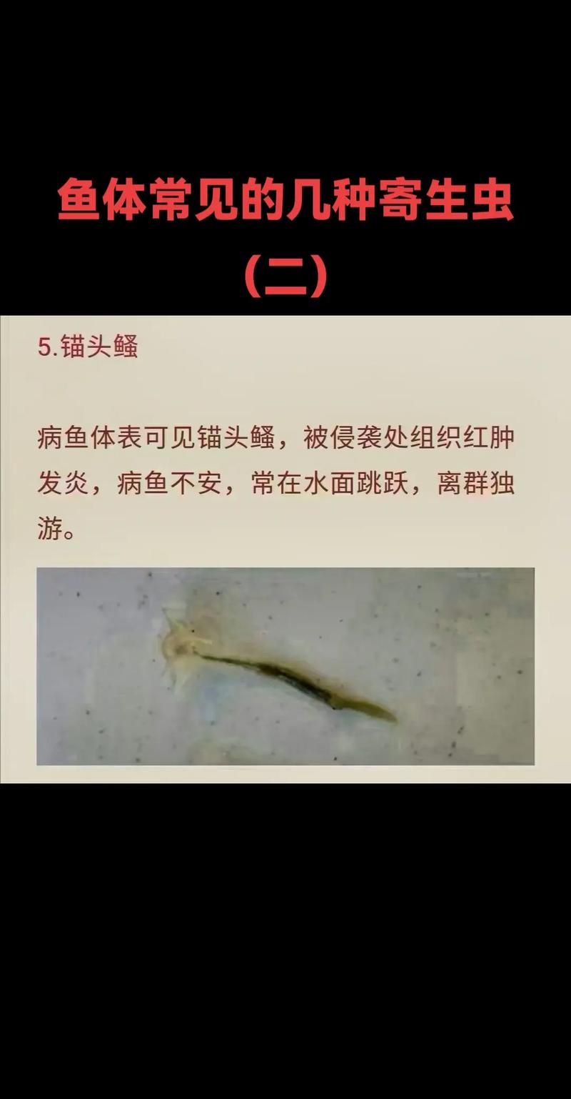 寄生蟲最多的食物種類_魚類身上常見的6種寄生蟲5種一眼就能辨認_螺類寄生蟲感染風險