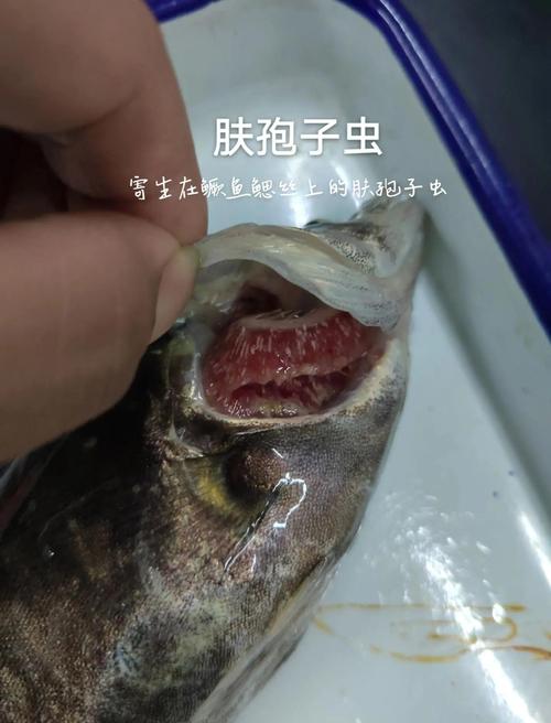 魚類身上常見的6種寄生蟲5種一眼就能辨認_寄生蟲最多的食物種類_螺類寄生蟲感染風險
