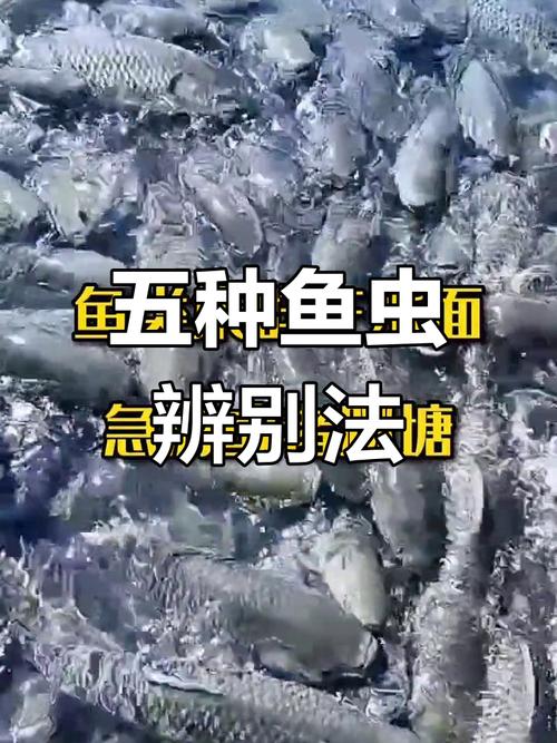 寄生蟲最多的食物種類_魚類身上常見的6種寄生蟲5種一眼就能辨認_螺類寄生蟲感染風險