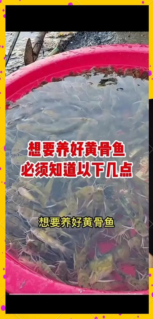 黃骨魚經濟效益分析_黃骨魚多少錢一斤_黃骨魚養殖技術