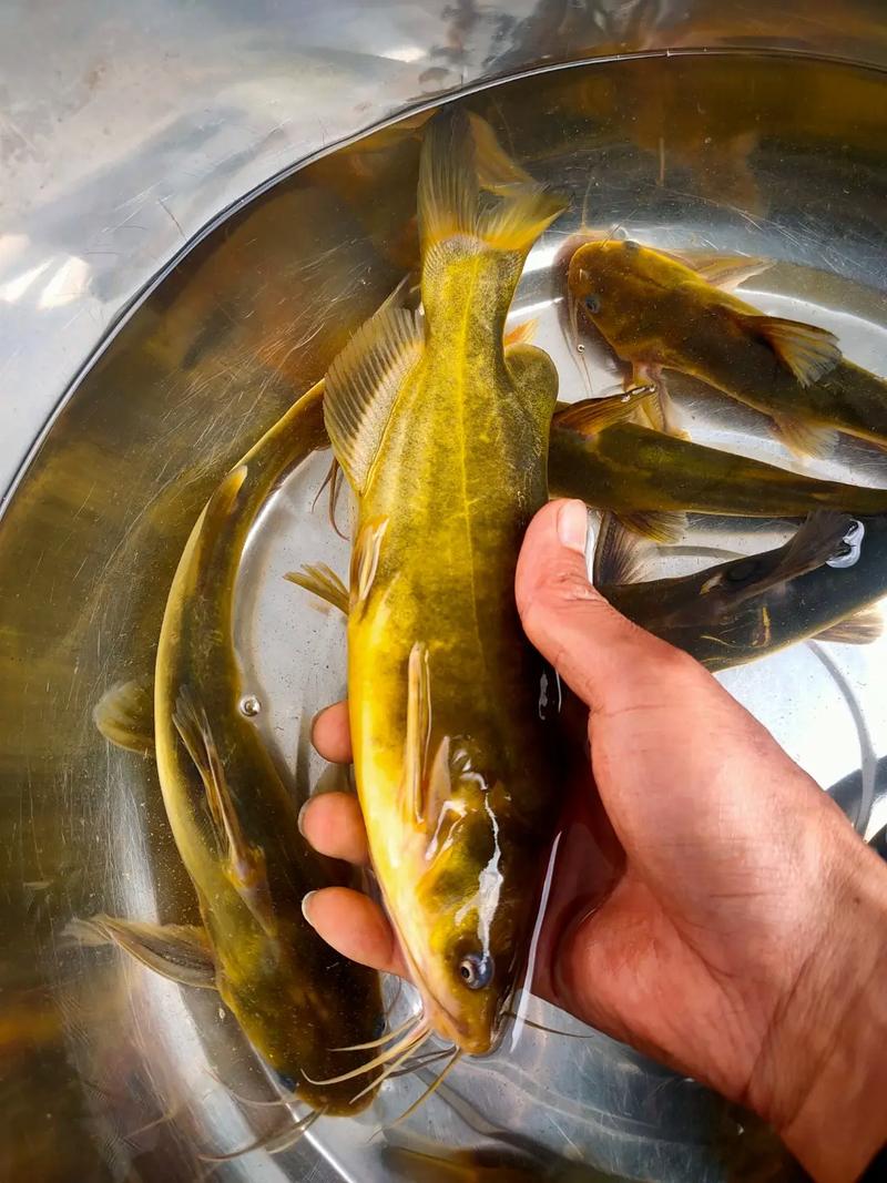 黃骨魚養殖技術_黃骨魚經濟效益分析_黃骨魚多少錢一斤