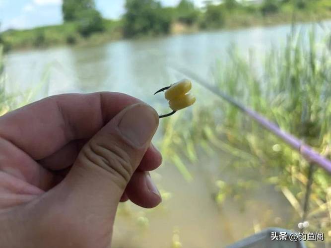 玉米釣草魚絕招_嫩玉米釣魚技巧_嫩玉米打窩用量