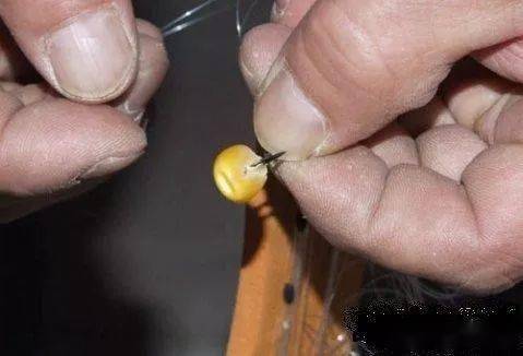 嫩玉米打窩用量_玉米釣草魚絕招_嫩玉米釣魚技巧