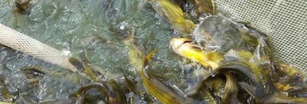 黃辣丁養殖池塘要求_黃辣丁魚的做法_黃辣丁吃什么食物