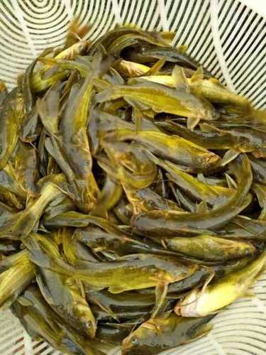 黃辣丁吃什么食物_黃辣丁魚的做法_黃辣丁養殖池塘要求