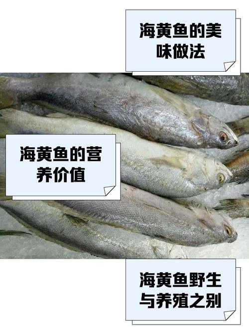 黃魚是淡水魚還是海水魚_黃花魚是海魚嗎_黃花魚是什么魚