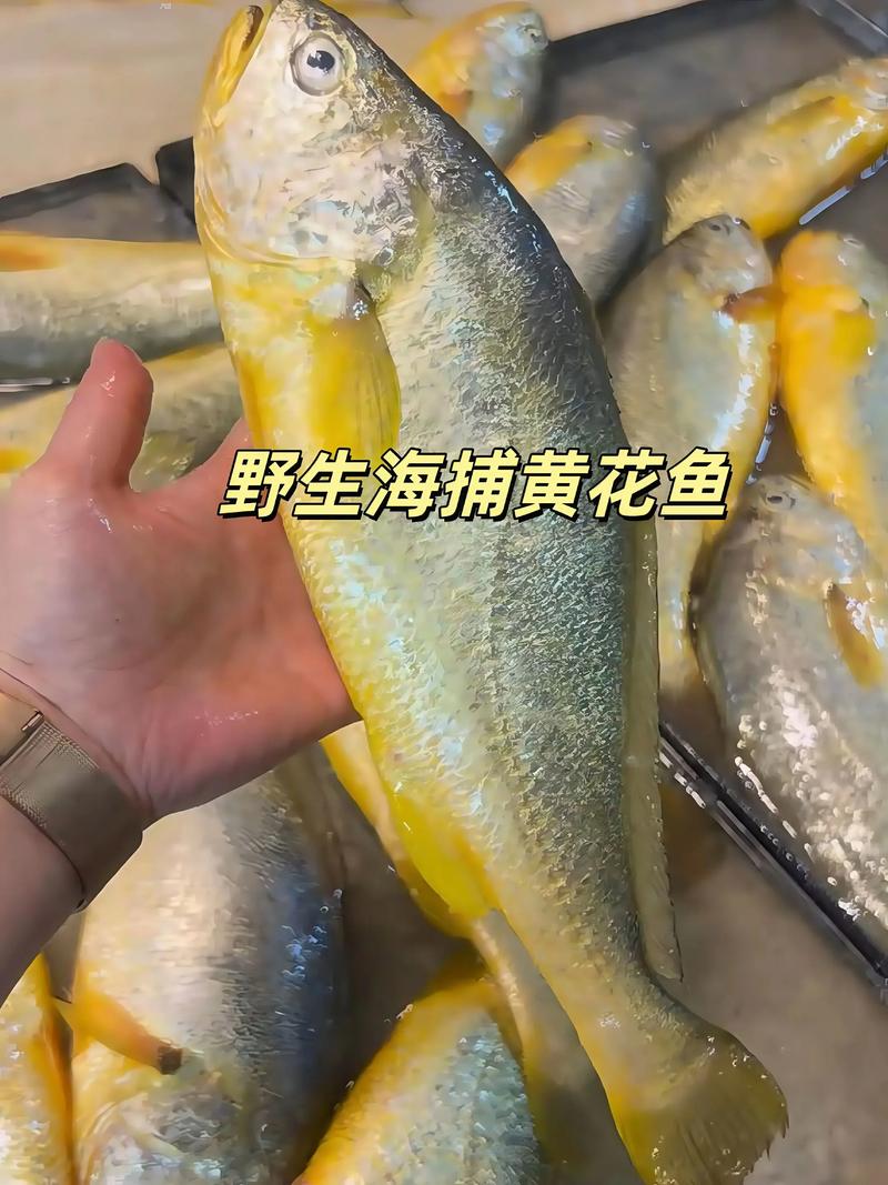 黃花魚是什么魚_黃魚是淡水魚還是海水魚_黃花魚是海魚嗎
