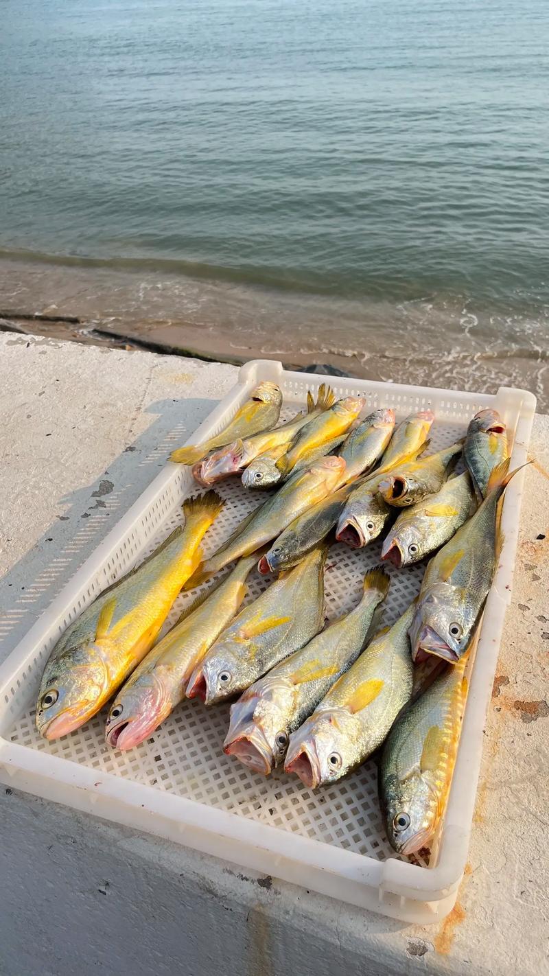 刀魚黃花魚鯧魚價格_黃花魚多少錢一斤_春季時鮮魚上市