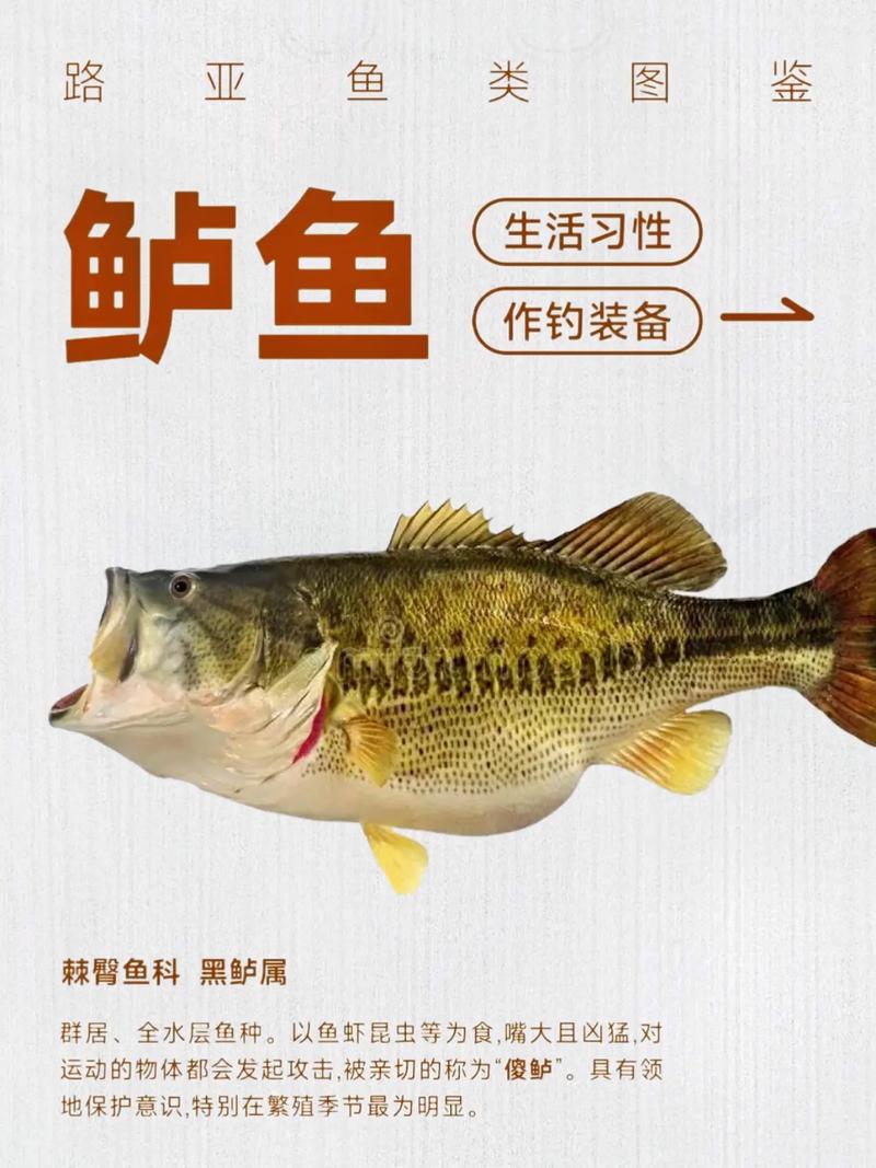 路亞長江釣鱸魚技巧_路亞釣海鱸魚方法和技巧_路亞海鱸魚你得了解這4個基礎技巧