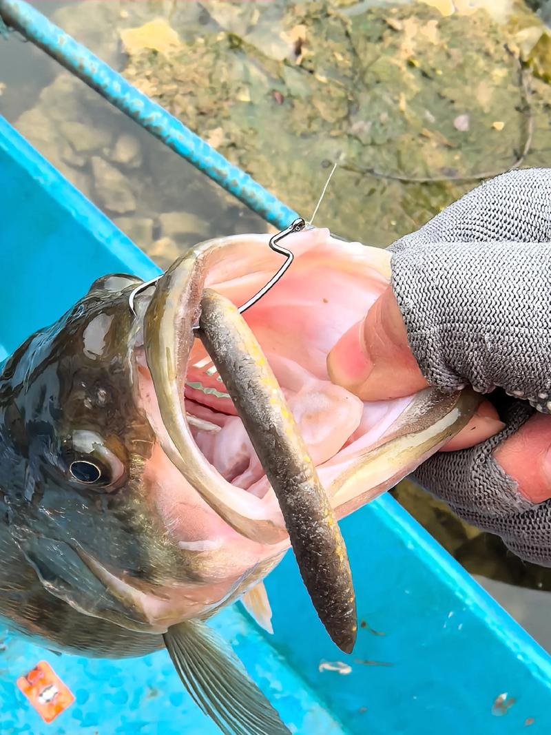 路亞釣海鱸魚方法和技巧_路亞海鱸魚你得了解這4個基礎技巧_路亞長江釣鱸魚技巧